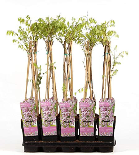 Wisteria floribunda Rosea 70-80 cm Rosa Japanischer Blauregen