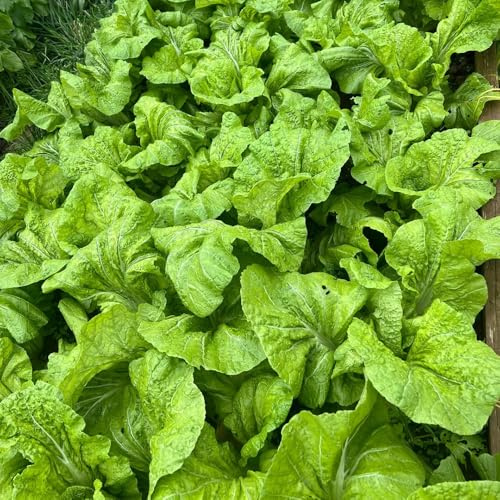 Semillas de mostaza, variedades antiguas semillas de mostaza organicas resistentes para el jardín 50pcs