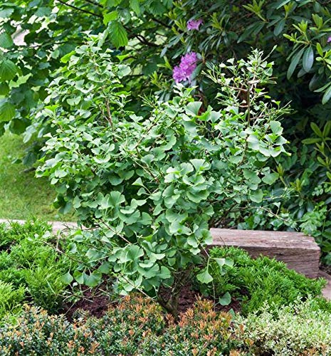 Fächerblattbaum Ginkgo biloba 60-80 cm Zierbaum winterhart mehrjährig