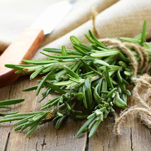 Rosemary Plants, 'Mrs Jessops', 6 x Plug Plant Pack, Herb Plants, Indoor or Outdoor, Kitchen Garden, Windowsill, Grow Your Own, Garden Ready and Ready to Plant, Premium Quality Herbs