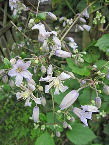 Clematis jouiniana Mrs. Robert Brydon (60-100 cm) - Waldrebe/Klematis