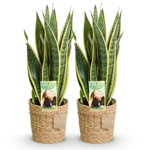 Green boutiQ - Plantes d'intérieur - Sansevieria Laurentii - Langue de belle-mère - Peu d'entretien - avec panier - Vert - jaune - 2 Plantes - Pot de 17 cm - Hauteur 60-70 cm