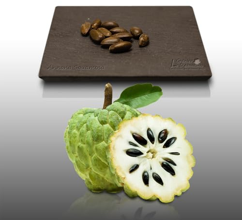 10 graines à semer - Le Grenier d'Abondance - ATTIER - Annona Squamosa