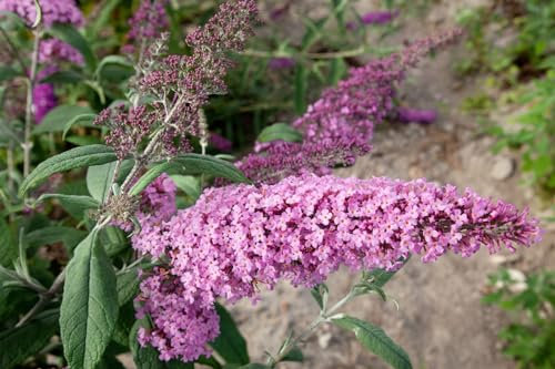 Schmetterlingsflieder Buddleja davidii Nike 60-80 cm winterhart