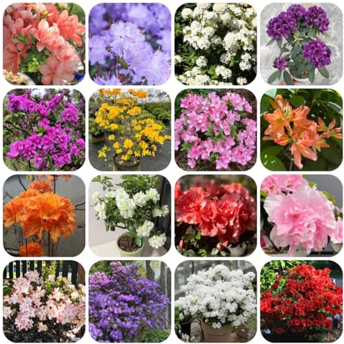 Semillas de azalea y rododendro, resistentes arbustos de rápido crecimiento, Decoración sala estar, ornamental resistente, balcón, 300pcs