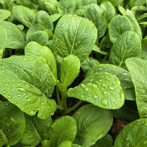 Semi di pak choi, cavolo cinese alla senape balcone serra interna copertura del terreno resistenti in vaso da interno Aiule rialzate per il giardino in vaso 100pcs