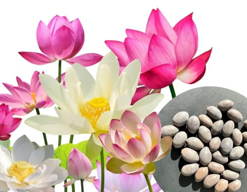 30 semi di fiori di loto premium mix 3 colori bonsai acquatico per vaso da giardino