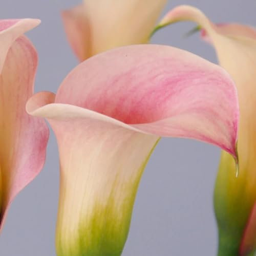 Calla Lily Bulbs-Calla Lily Plant Calla Lily Bulbs for Planting Now UK,Wedding Flowers,Garden Flowers,Plant Bulbs,Hardy Perennial-4bulbs-d