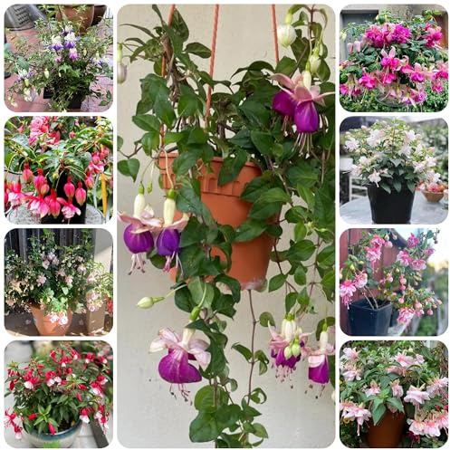 fuchsien, winterharte garten fuchsiensamen blumenwiese, steingartenpflanzen winterhart blumenwiese mehrjährig, herbst deko 100pcs