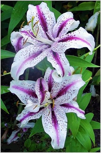 Rizomas de Lirio- Lirios Perennes Resistentes- Cultivo de Lirios Raros- Adecuado Para Plantar en Primavera y Otoño.-6 Rizomas-E