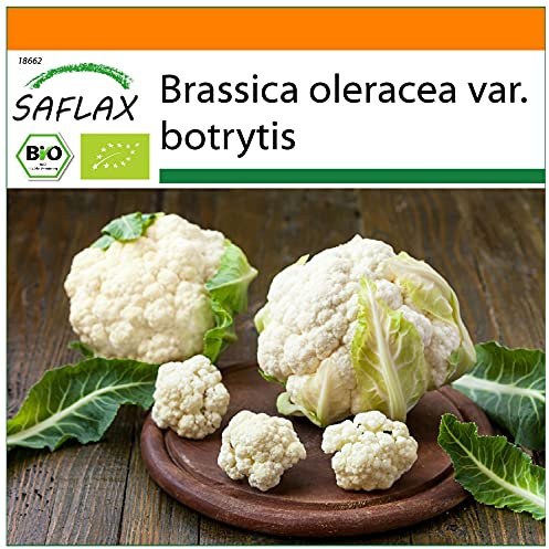 SAFLAX - Jardin dans le sac - BIO - Chou-fleur - Boule de neige - 70 graines - Avec substrat de culture dans un sac de levage facile à manipuler. - Brassica oleracea