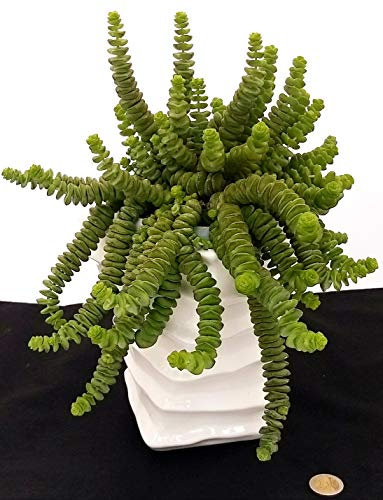 POWERS TO FLOWERS - CRASSULA HOTTENTOT, COLLANA DI GIADA, IN VASO CERAMICA ALTO, pianta vera