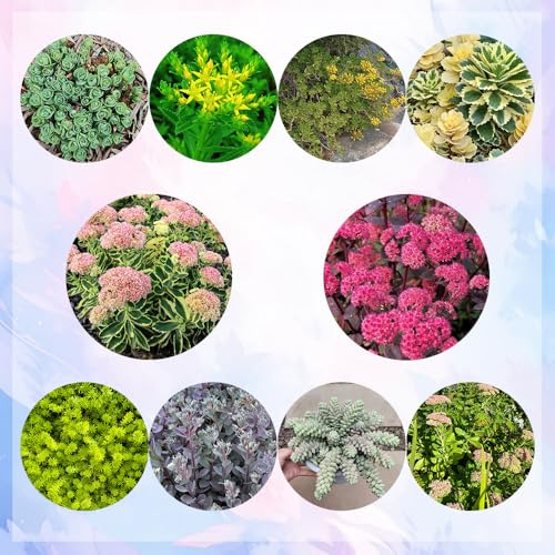 semillas de sedum - balcón raras cobertura perenne resistente variedades antiguas 300pcs