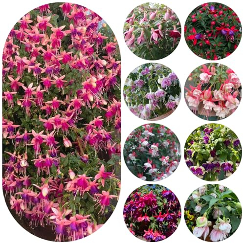 fuchsien hängend - topfpflanzen deko büro kletterpflanzen bio pflanzensamen zimmerbonsai gartenpflanzen gartendeko für draußen seltene steingarten garten bodendecker stauden 225samen