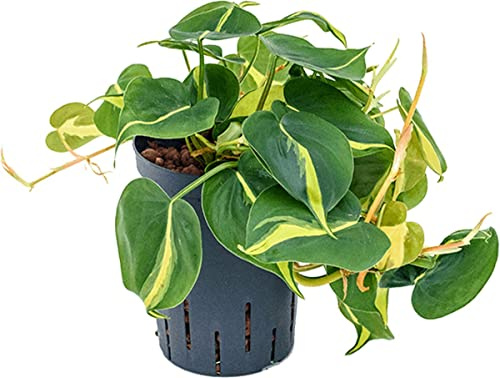 Philodendron Hederaceum Brasil Filodendro Color Verde y Amarillo