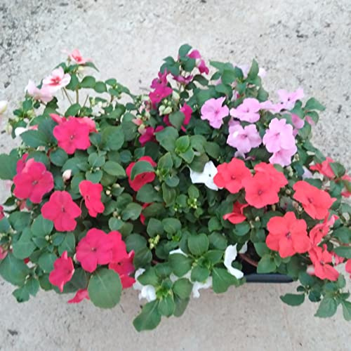 Pack de 6 plantas de alegria en maceta 13