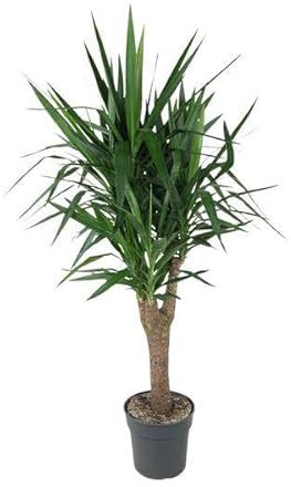 Palmlilie – Yucca Elephantipes – Zimmerpflanze – Ø31cm – 150cm – Robuste, pflegeleichte Grünpflanze für Innen & Außen