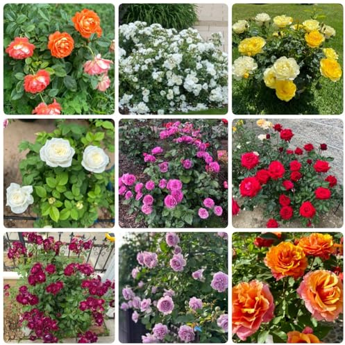 semillas de rosal, arbustos Decoración de jardín para exteriores ornamental resistente semillas de silvestres exterior 300pcs