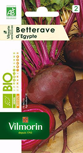 Vilmorin 3182670105289 3151342 Betterave Noire d Egypte Bio, Rouge, 9 x 0.5 x 16 cm