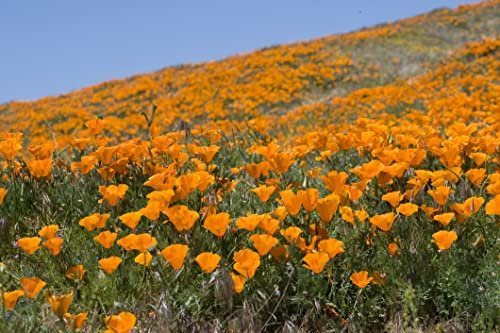 1000 graines de pavot de Californie Eschscholzia californica Prairie fleurie Pâturage apicole