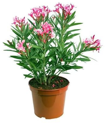 Árbol con Flores Rosas - ADELFA - Arbusto Natural para Jardines