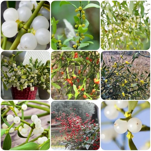 Semi di vischio - per giardino di aromatiche Viscum coloratum - resistenti all'esterno giardino da per esterni arbusti resistenti serre da balcone rare 200pcs