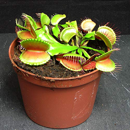 Karnevalsfressende Venusfliegenfalle Dionaea Muscipula Fliegenfalle