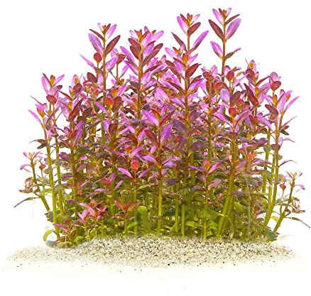 Rotala ramosior 'Florida' - Lowland Rotala in vitro - 5,5cm Bechergröße - Hintergrund Wasserpflanzen für Aquarien