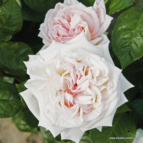 2 x Rose - Rosa 'Madame Anisette' Topf 25-30 cm - Die duftende Kordes-Neuheit aus der Parfuma-Kollektion