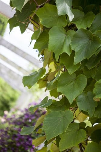 Vitis coignetiae 60-100 cm – Winterhart, Mehrjährig, Pflegeleicht – Japanische Weinrebe – Kletterpflanze für Pergola & Fassade