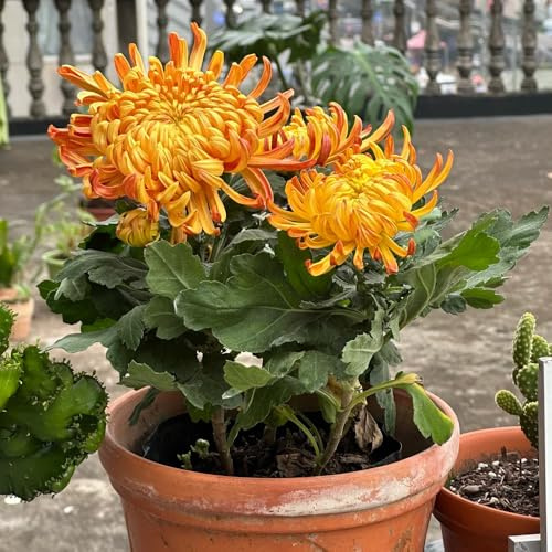 Chrysantheme, seltene exotische blumensamen für sonnige plätze wohnzimmer deko gartendeko für draußen alte sorten balkonpflanzen blumensamen gastgeschenk blumenwiese 700Samen