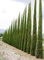 100 Samen der Mediterranen Zypresse (Cupressus Sempervirens Pyramidalis)