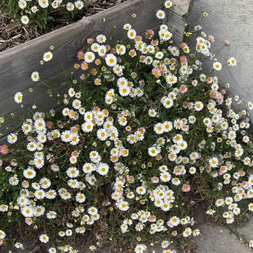 spanisches Gänseblümchen 1 Stück | Erigeron Karvinskianus von INTRAGARTEN Pflanze im Topf | Bodendecker im Steingarten | Feinstrahl | Blütenmeer| Berufkraut