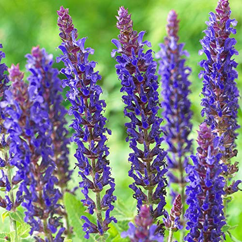 Salvia East Friesland Clary Sage Herbaceous Perennial Scented Flowering Plant (15-25cm Incl. Pot)