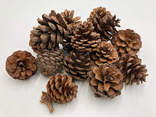 Pine cones | Pack of 250 grams (approximately 15 pieces) | 4cm to 6cm Diameter | Natural crafts