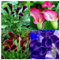 Calas Bulbos,Plantas De Lirio De Cala,Plantas En Macetas,Plantas Perennes,Plantas De JardíN,Zantedeschia Aethiopica,Planta De Calas,Bulbos De Flores-4bulbos-C