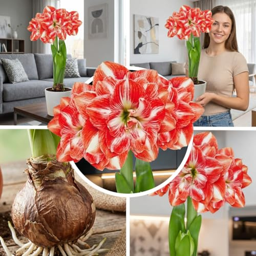 FLORIUM Amaryllis Zwiebel Double Red|White | 1 Blumenzwiebel in Großformat 26/30 | Exklusive Blumenzwiebeln | Echte Pflanzen aus Holland | Hippeastrum Zwiebeln