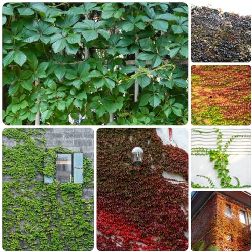 semi di vite selvatica - rampicante - esotici rampicante da balcone resistenti vecchie varietà da esterno resistenti sospese, viticci per decorazioni 600pcs