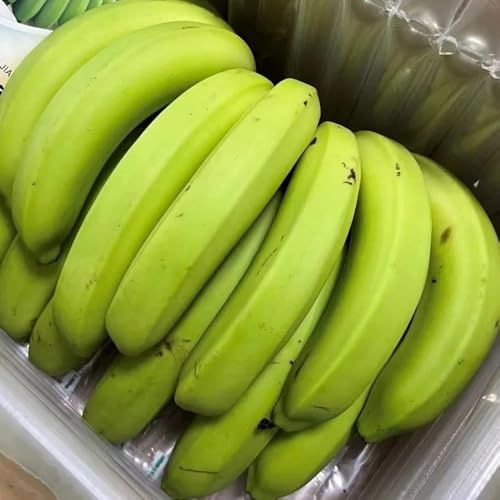 plátanos - semillas de plátano de jardín rocas con banano Balcón exótico a prueba invierno interior lugares soleados Semillas resistentes 300semillas