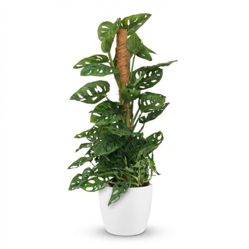 Monstera Adansonii Monkey Mask am Moosstab Fensterblatt 90cm – Zimmerpflanze mit Lochblättern im weißen Übertopf Ø19cm – Kletterpflanze pflegeleicht, tropischer Look für Wohnung & Büro