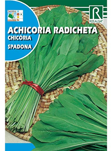 Semillas de Achicoria radicheta spadona - Calidad y Versatilidad ?