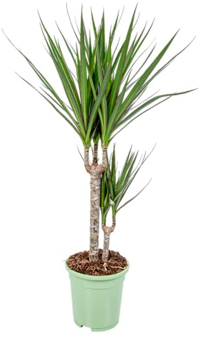 Bloomique - Dracaena Marginata - Drachenbaum - Zimmerpflanzen - Pflegeleicht - Luftreinigend - Höhe 70-80 cm - Topf 17 cm