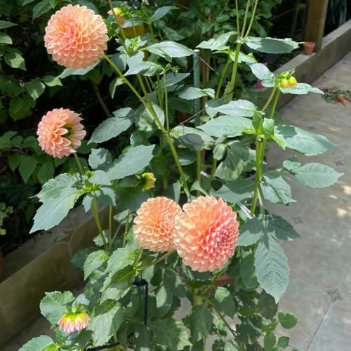 semillas dalia - resistentes al exterior, de balcon bonsai del balcón resistentes al invierno para balcones, 40pcs