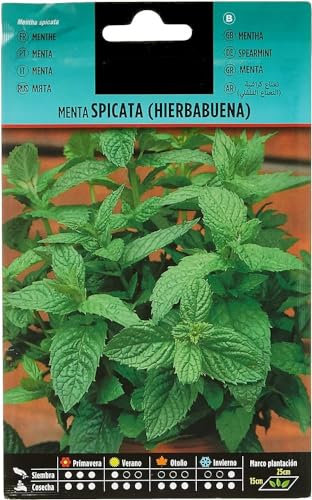Semillas de Hierbabuena Planta de Uso Medicinal y de Uso Culinario Mentha Spicata