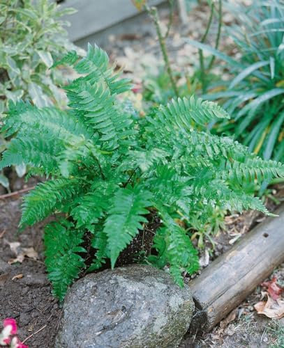 Dryopteris atrata – WINTERHART, MEHRJÄHRIG, PFLEGELEICHT – Schwarzer Wurmfarn – Schattenpflanze für Beet & Unterpflanzung