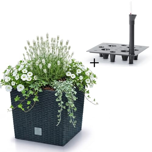 Prosperplast Blumentopf mit Einsatz und Bewässerungssystem | anthrazit | wetterfest & UV-beständig | aus robustem Kunststoff | für Innen- und Außenbereich | 26,2 x 26,2 x 26,6 cm