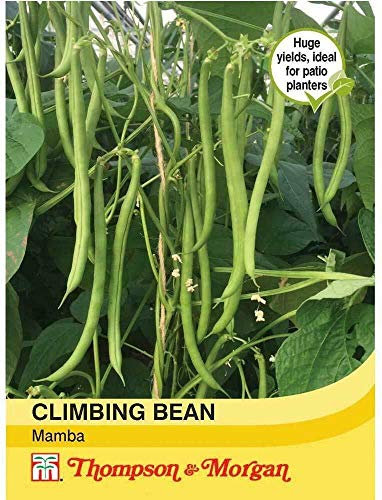 Climbing Bean 'Mamba' Easy to Grow Your Own Half-Hardy Annual Vegetable Seeds 1 Packet of 45 Seeds by Thompson and Morgan