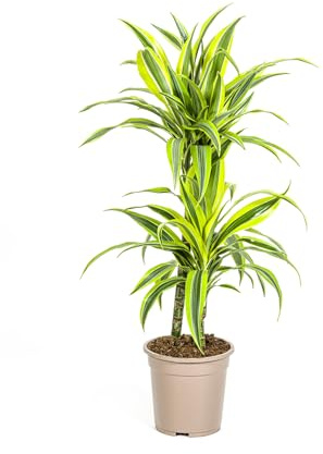 Drachenbaum Dracaena deremensis Lemon Lime Grünpflanze 19cm Topf