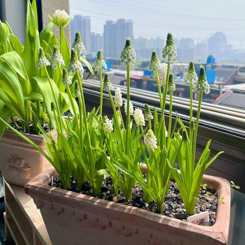 4zwiebeln hyazinthen - frühlingsblüher seltene gartendeko für draußen deko, wildblumen balkonblumen winterharte kübelpflanzen