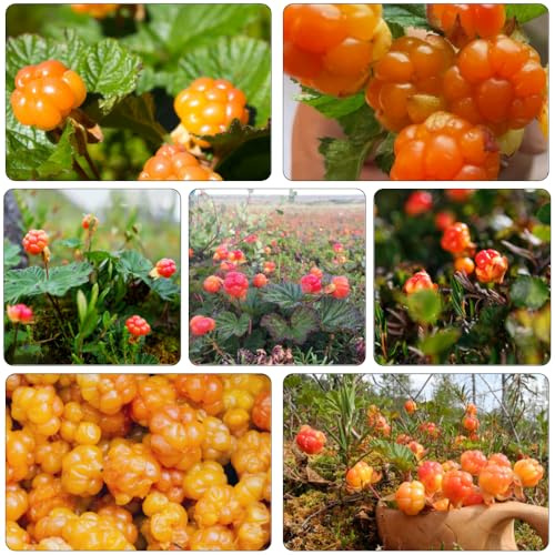 moltebeere moltebeeren biosaatgut dachbegrünung obstbäume zwergobstbäume obstpflanzen kräuterpflanzen pflanztöpfe obstsamen winterharte kübelpflanzen kräutersamen indoor garten 130samen